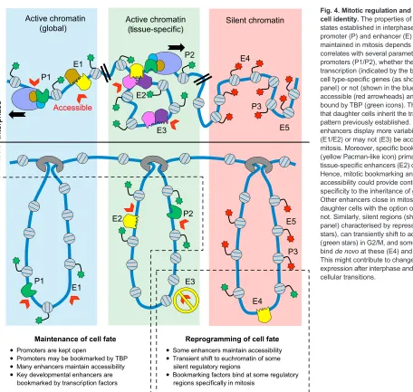 Fig. 4. Mitotic regulation and the control ofcell identity.This might contribute to changes in geneexpression after interphase and pre-empt future The properties of the regulatorystates established in interphase at eachpromoter (P) and enhancer (E) that ar