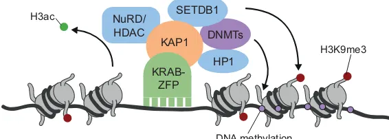 Fig. 2. The KRAB-ZFP/KAP1 repressor complex. KRAB-ZFPsKRAB-zinc finger protein; NuRD, nucleosome remodeling(green) bind to DNA via their zinc fingers and recruit KAP1 (orange)via their KRAB domain