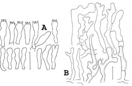 Fig. 5.  Gymnopus barbipes, basidiospores. Holotype. Standard bar = 5 μm.  