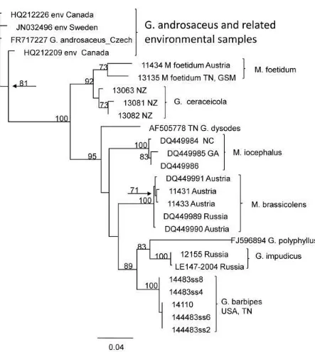 Fig. 6. Abbreviated nrITS phylogeny showing placement of G. barbipes. PYHML tree of ribosomal ITS sequences