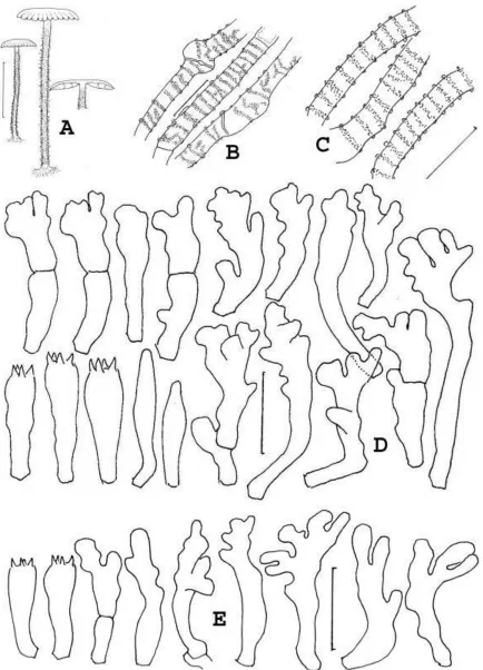 Fig. 7.  Gymnopus disjunctus. A. Basidiomata. B, C. Pileipellis hyphae. D, E. Basidia and cheilocystidia