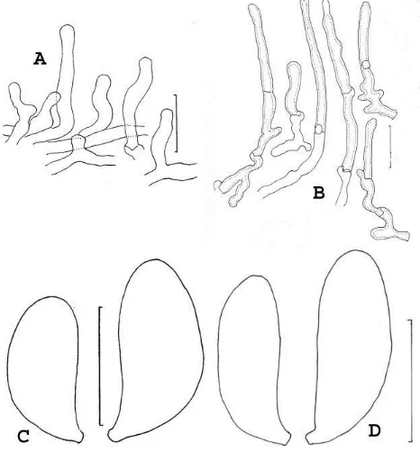Fig. 8. Gymnopus disjunctus. A, B.  Caulocystidia. C, D. Basidiospores. A, C = Holotype; B, D = TENN 68136