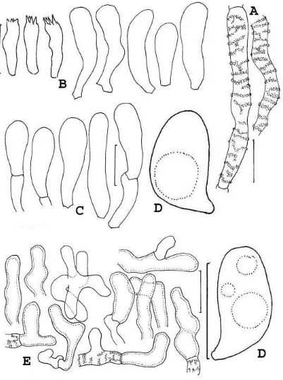 Fig. 10. G ymnopus micromphaleoides. A. Basidia and cheilocystidia. B. Pileipellis  hyphae