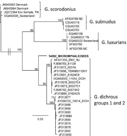 Fig. 11. Abbreviated phylogeny of nrITS showing placement of  G. micromphaleoides. PYHML tree of ribosomal ITS sequences