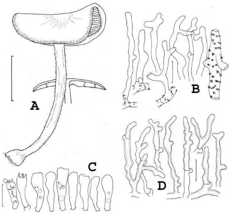 Fig. 12. Gymnopus pseudoluxurians. A. Basidiomata. B. Pileipellis hyphae. Note encrusted hyphae producing erect, unencrusted branches