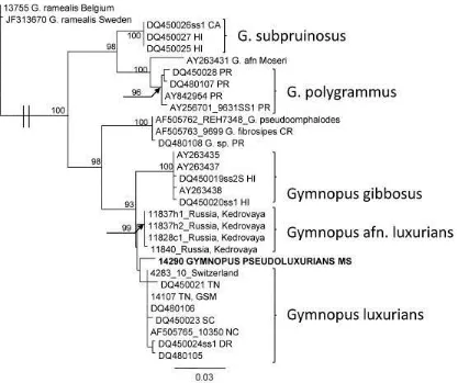 Fig. 13.  Gymnopus pseudoluxurians, basidiospores. Holotype. Standard bar = 5 μm.  
