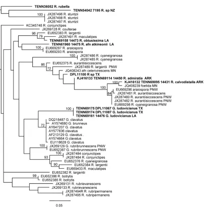 Fig. 9   Gomphus ludovicianus. PHYML tree of ribosomal LSU sequences.  Bootstrap values greater than 70% are given to the left of the supported node