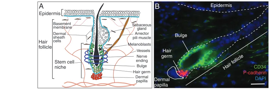 Fig. 1. The hair follicle as a model system to study stem cells. (part of the follicle and comprises epithelial cells (the bulge and the hair germ) and mesenchymal cells (dermal papilla)