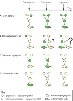 Fig. 4. Testing cell potential with lineage tracing. The inducible Crewill be quickly lost, as differentiated cells are, in most tissues, short-livedand replaced by new stem cell progeny (there are exceptions of long-lived differentiated cells, such as mem