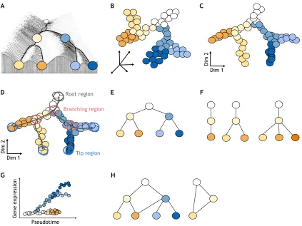 Fig. 1. Pseudotemporal ordering can reconstruct lineage trees. (A) Waddingtonand cell fates, where likely cell states are depicted as valleys and unlikely cell states as hills, similar to the free energy landscape