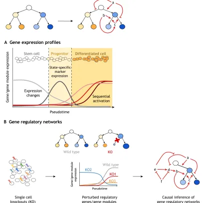 Fig. 3. Identifying factors and regulatory networks that control cell fate decisions. Gene expression profiles can be analysed to obtain insights into theregulatory factors (e.g