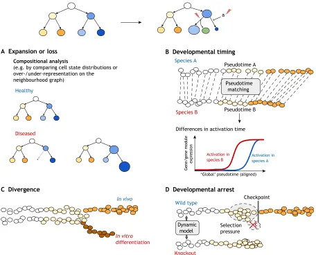Fig. 4. Using pseudotime to model disease. (A) Compositional data analyses can reveal loss or expansion of cell states in disease, either by looking at cell statealong pseudotime coordinates, together with the integration of knockout data, can enable the d