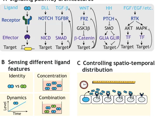 Fig. 1. Developmental signaling pathway architectures sense, processand control ligands in space and time