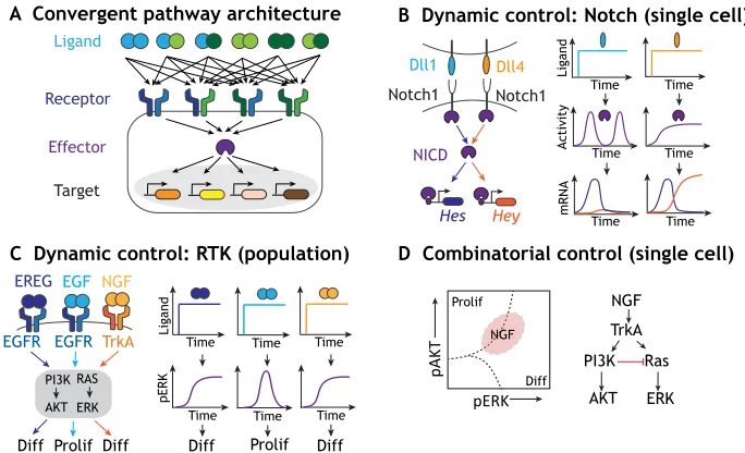 Fig. 2. Discriminating ligand identity. (A) Many signaling pathways share a convergent structure, with ligands interacting with receptors in a many-to-many