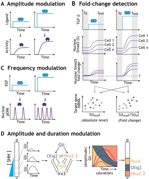 Fig. 3. Different strategies for sensing ligand concentration. (A) In theshuttling between the nucleus and cytoplasm in certain cellular contexts, andthe concentration of EGF regulates the frequency of these oscillations