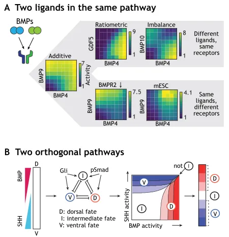 Fig. 4. Sensing combinations of multiple ligands in the same ororthogonal pathways. (A) Multiple BMP ligands can often bind to the samereceptors