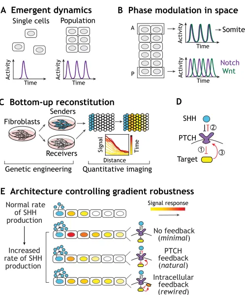 Fig. 6. Reconstituted systems enable quantitative analysis ofcommunication codes in space and time