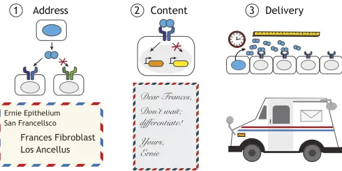 Fig. 7. Active signal processing allows specificity and precision in cell-cell communication.processing schemes used by different pathways not only transduce signals butactively modulate them in ways that enable specificity and precision in( Developmental 