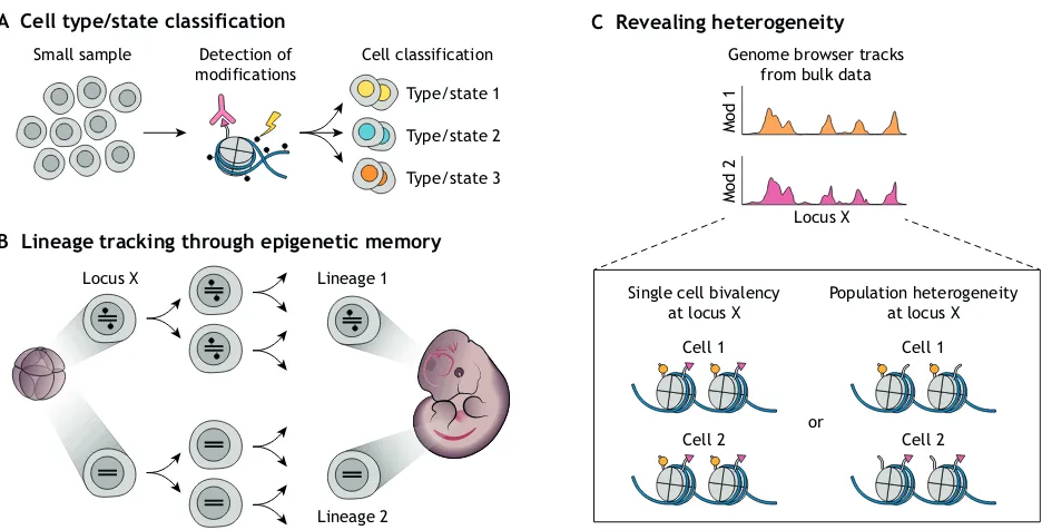 Fig. 2. Measuring chromatin modifications at the single cell level can provide mechanistic insights into biological questions