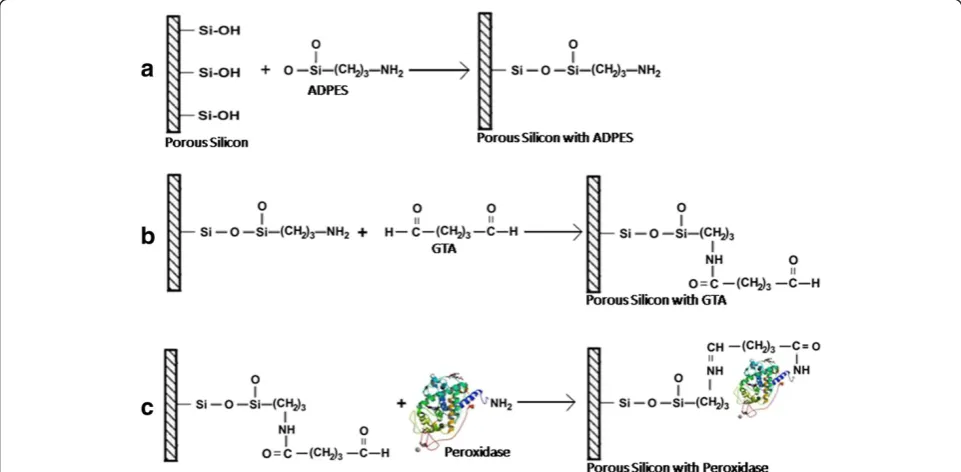 Figure 1 Schematic diagram illustrating the general process from porous silicon functionalization to enzyme coupling