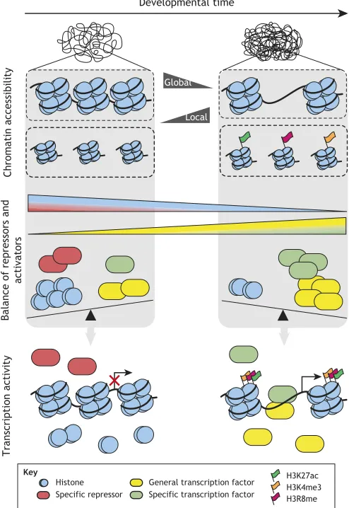 Fig. 4. Mechanisms of transcriptional activation during the second act.Chromatin structure is relatively open during the early stages of development,which likely supports the large-scale transcriptional reprogramming thattakes place during ZGA