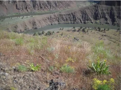 Fig. 6: Canyon rim habitat above the John Day River (438 m Sherman County, Oregon)supports Texosporium sancti-jacobi and Ochrolechia turneri