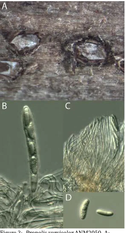Figure 3:  Propolis versicolor ANM2050, A: Apothecia embedded in wood, B: Ascus, C: Hymenium, D: Discharged ascospores