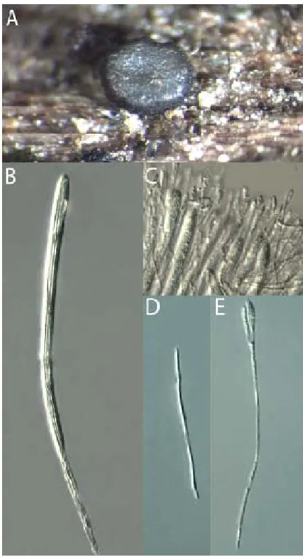 Figure 5:  Vibrissea filisporia f. filisporia ANM2064.  A: Apothecium, B: Mature ascus, C: Hymenium, D: Discharged ascospore, E: Paraphysis with branched apex