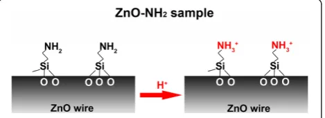 Figure 1 The chemical structure of the amine shell on the ZnOwires. The pH-responsive structure is attributed to the reversibleprotonation mechanism of the amine groups.