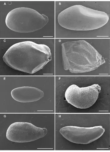 Figure 1. Scanning electron micrographs of Astelia seeds showing size, shape, and funicle characters
