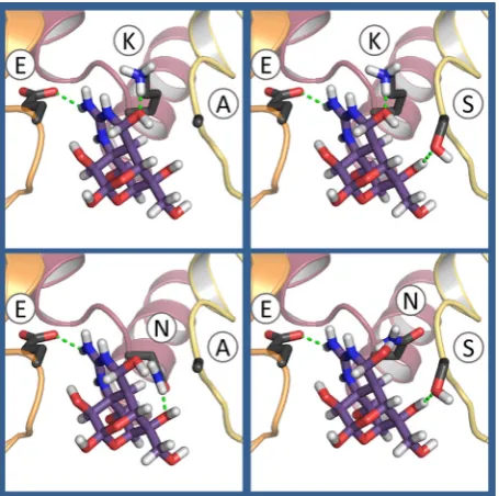 Fig. 10. Models of the selectivity ﬁlter regions of unmodiﬁed and modiﬁedmelanogaster D
