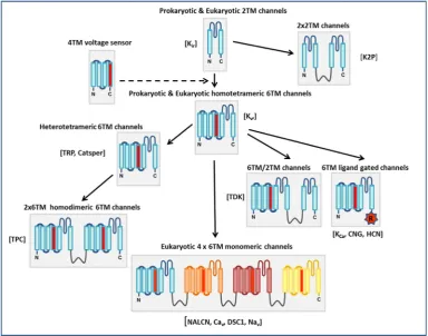 Fig. 1. Scheme of the proposed evolutionary relationships between members of the voltage-gated ion channel family