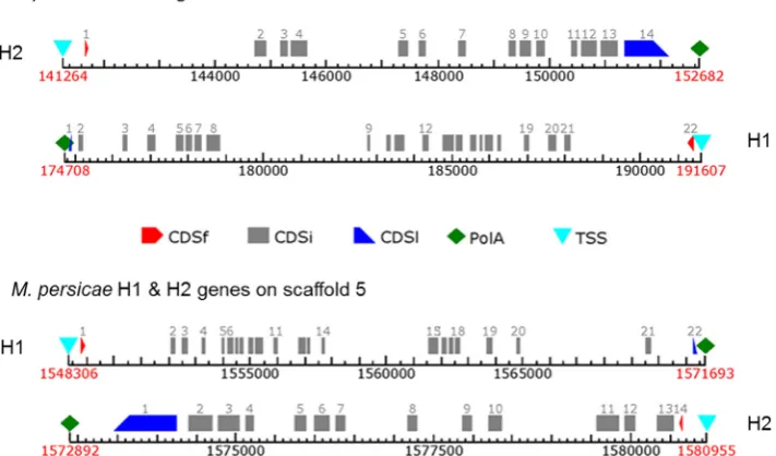Fig. 3. Genome organization. FGENESH (Softberry) gene predictions of the coding regions of the A