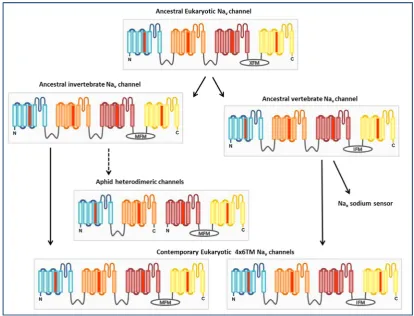 Fig. 6. Proposed duplication of part of the domain II-III linker region of an ancestral Nav1, corresponding to exons 20 and 21 in H1, to give rise to exons 2 and 3 in H2,illustrated by the duplicated sequence motifs IGDGME and SXGXH(X)nD(X)2KE, highlighted in black.