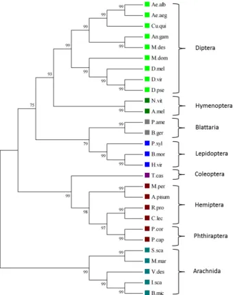 Fig. 7. Maximum-likelihood tree of insect and arachnid Nav1 channel a-subunits. The best nucleotide substitution model (GTR) was selected by Topali v2 [41], based oncodon alignment of Nav1 channels