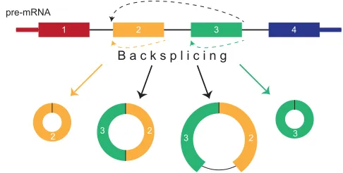 Fig. 1. circRNA splicing and isoform diversity. A great diversity of circularsplice acceptor
