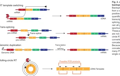 Fig. 2. circRNA detection: sources ofbacksplice junctional sequences.Backsplice junctional sequences can arisefrom a variety of sources, resulting in false-positive detection and improperquantification of circRNAs