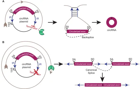 Fig. 3. circRNA overexpression vectors. circRNA overexpression vectors are often used as convenient tools for studying the function and biogenesis ofcircRNAs