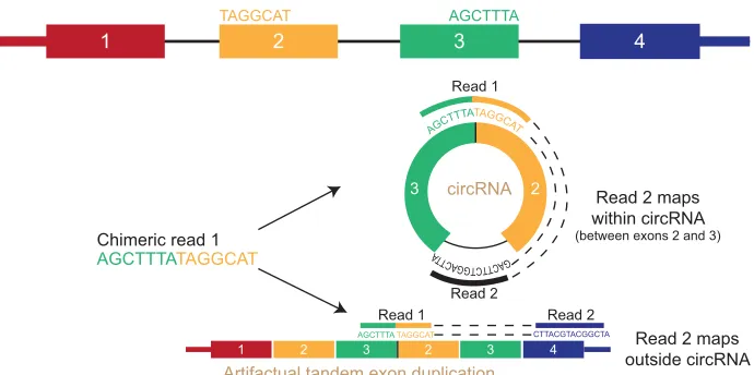 Fig. 4. Detecting circRNAs usingbioinformatics.