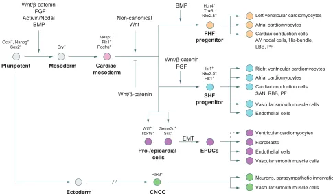 Fig. 2. Specification and progression of the cardiac cell lineage during development. The stepwise commitment of pluripotent cells via various intermediatestages towards mature cardiac cell types within the heart during development