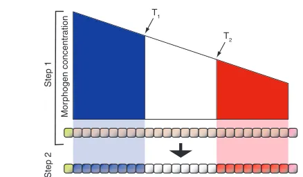 Fig. 1. The French flag model. Based on Wolpert (Wolpert, 1968).Positional specification by a morphogen gradient is implemented as atwo-step process