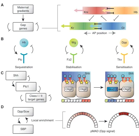 Fig. 2. Examples of regulatory feedback involved in positionalspecification by morphogen gradients.Bcd) bias target nuclei towards the expression of specific gap genesaccording to their position along the anteroposterior (AP) axis of theembryo