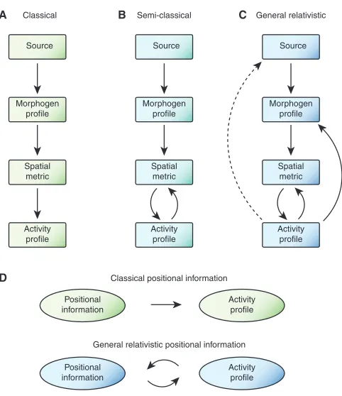 Fig. 3. Logical structure of conceptual frameworks for positionalspecification.classical versus general relativistic positional information (GRPI).Compare with B in Box 1 for conceptual parallels to classical versusfrom the morphogen gradient, which specif