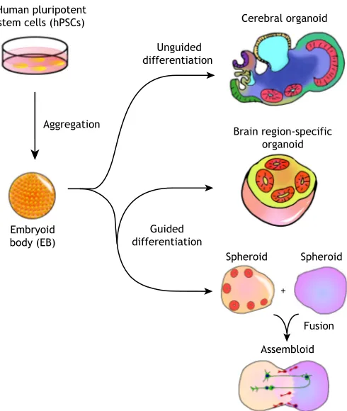 Fig. 1. Unguided and guided approaches for making brain organoids.Unguided approaches (top) harness the intrinsic signaling and self-organization capacities of hPSCs to differentiate spontaneously into tissuesmimicking the developing brain