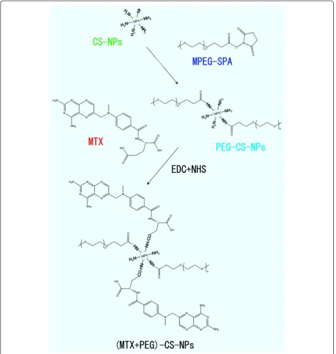 Figure 2 Synthetic scheme of the (MTX + PEG)-CS-NPs.