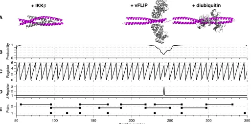 Figure 3+ IKK�+ vFLIP