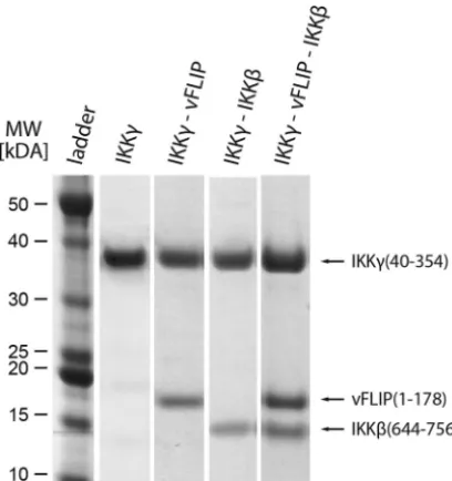 FIGURE 1. SDS-PAGE Coomassie-stained gels of the final size-exclusionprofiles obtained for: IKK�; IKK��vFLIP complex; IKK��IKK� complex;IKK��vFLIP�IKK� ternary complex of the 56–95 double mutant.