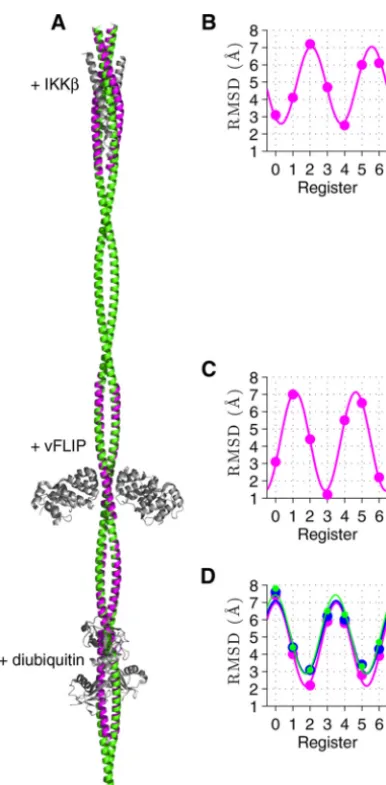 FIGURE 7. Comparison of the 3/5 model of IKK3/5 model (� with crystal structures. A,green) is overlaid with crystal structures of IKK� fragments(magenta) with IKK�, vFLIP, and diubiquitin (gray)
