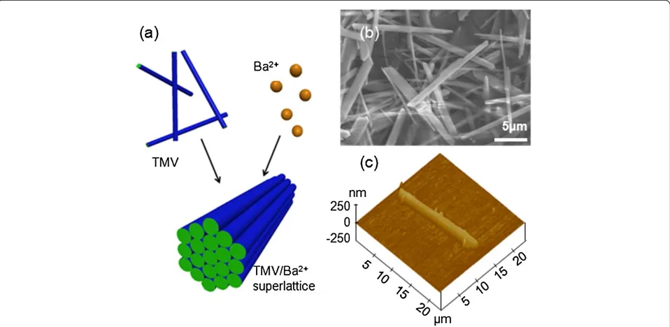 Figure 1 Schematic, FESEM image, and AFM height image of TMV/Ba2+ superlattice. (a) Schematic of hexagonal organization of rod-likeTMV/Ba2+ superlattice