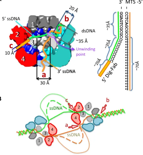 Figure 7. Diagram of the E1 DNA unwinding machine. (tunnels. Schematic representation of the DNA fork used in experiments is shown to the right
